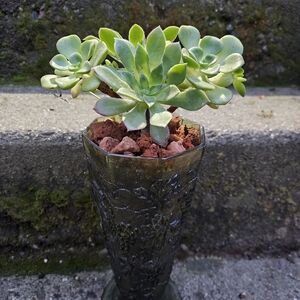 Elegant Green Succulent in Textured Glass Vase